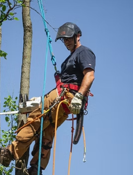 Ashburn Tree -Certified Arborists Providing The Highest Quality Tree Services -Serving Ashburn, VA and beyond 