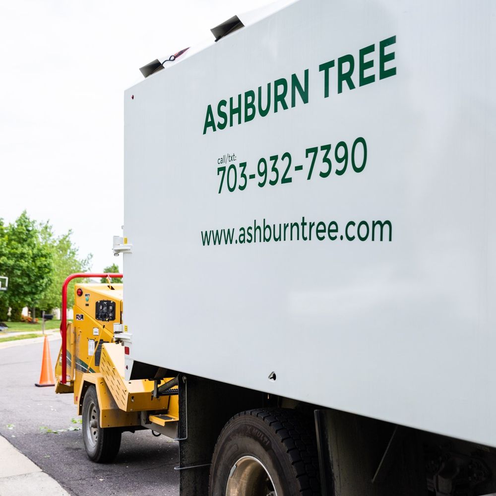 ashburn tree