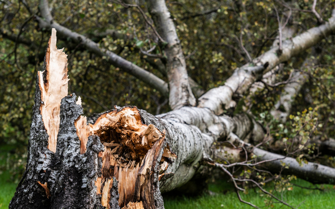 If A Tree Falls…In Your Yard