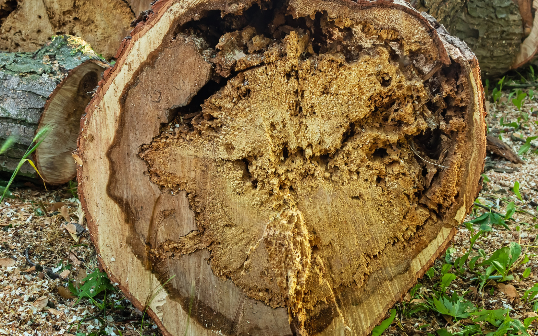 Volcano Mulching: The Un-Natural Disaster